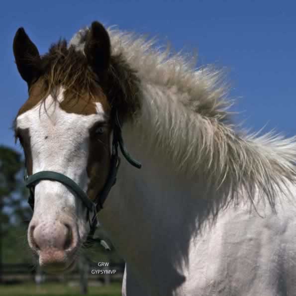 What a handsome young Vanner Horse!